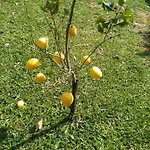 Rosso Corallo Διαμέρισμα